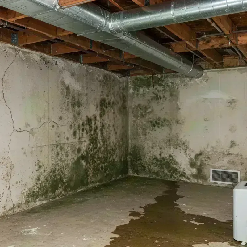 Professional Mold Removal in Humboldt Hill, CA